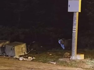 Uludağ'da ayılar kış uykusuna yatamadı