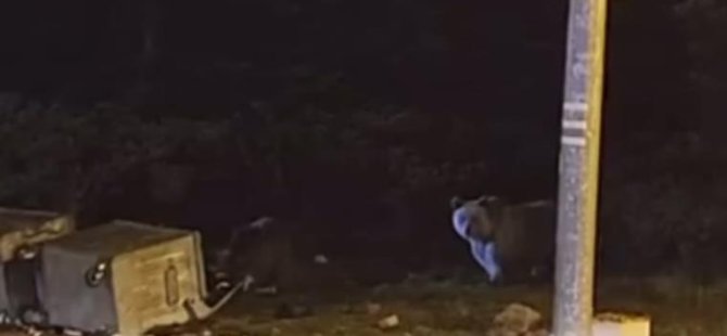 Uludağ'da ayılar kış uykusuna yatamadı