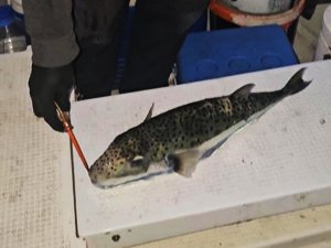 Bursa sahillerinde benekli balon balığı şoku