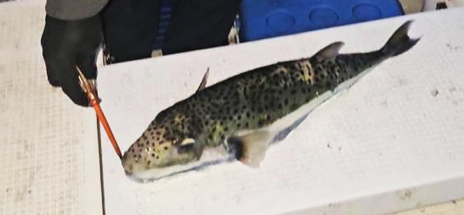 Bursa sahillerinde benekli balon balığı şoku