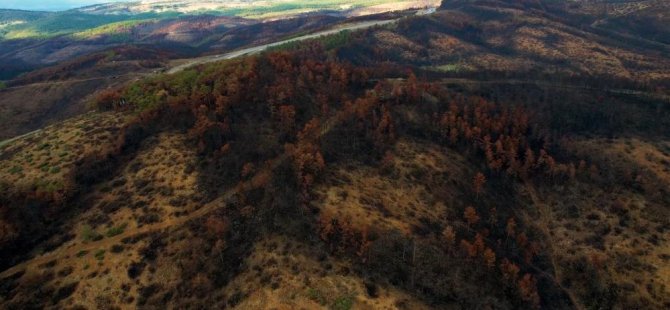 Bursa'da 300 bin fidan için ilk adım atıldı