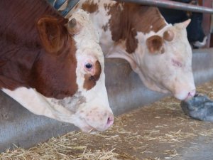 Türkiye'de yılda 500 bine yakın buzağı ölüyor