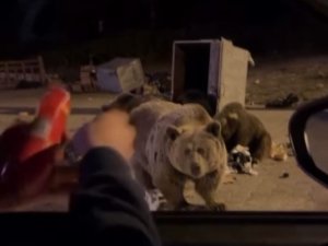 Uludağ’da ayı ailesine sucuk verdi, saldırıya uğradı