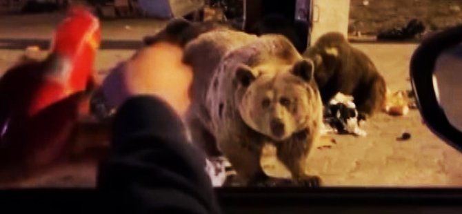 Uludağ’da ayı ailesine sucuk verdi, saldırıya uğradı