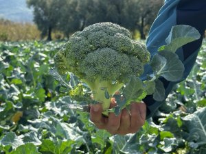 Bursa'da brokoli tarlada 10, pazarda 70 lira