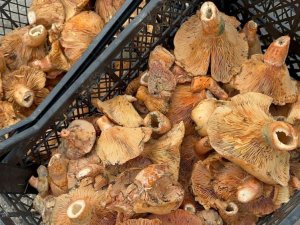 Bursa'da yağmur yağdı, fiyatı 300 liradan 100 liraya düştü