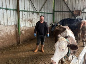 Bursa'da şap hastalığına bir hayvanını daha verdi