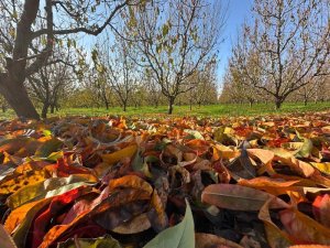 Bursa'da yorgun düşen meyve ağaçları sonbahar rengine büründü