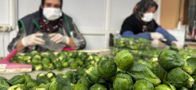 Rusya ve Hollanda lahanayı 'Brüksel'den değil Bursa'dan alıyor