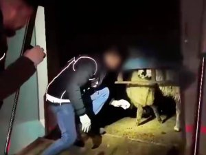 Şeytani plan! Uyuşturucuyu hayvanların karın boşluklarına yerleştirmişler
