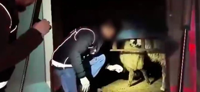 Şeytani plan! Uyuşturucuyu hayvanların karın boşluklarına yerleştirmişler