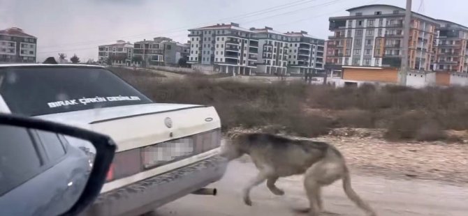 Bunu yapan insan olamaz! Bursa'da köpeği aracın arkasına bağlayarak seyrettiıp...