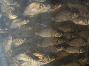 Türkiye nüfusu kadar balık deniz ve göllere bırakıldı