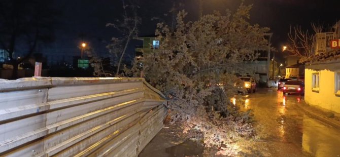 Bursa'da rüzgar koca ağacı kökünden devirdi