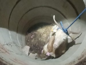 Su kuyusuna düşen keçiyi itfaiye kurtardı