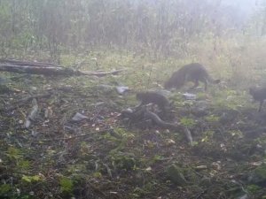 Anne yaban kedisi ile yavruları Uludağ'da fotokapana yakalandı