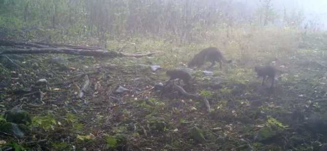 Anne yaban kedisi ile yavruları Uludağ'da fotokapana yakalandı