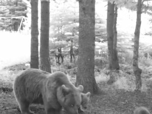 Bozayı ailesi, Uludağ'da fotokapana yakalandı