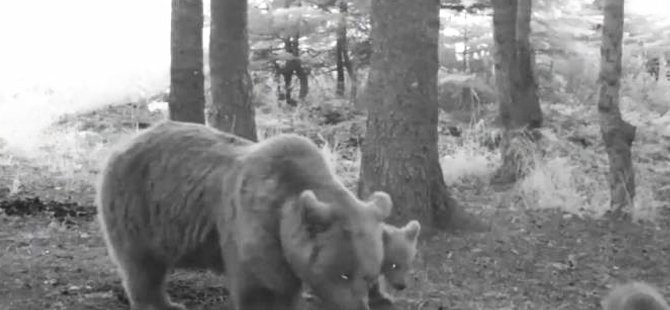 Bozayı ailesi, Uludağ'da fotokapana yakalandı