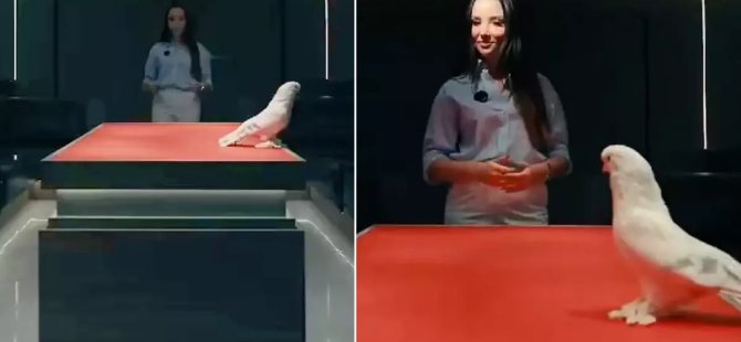 Duyan inanamadı! 2 araba fiyatına güvercin