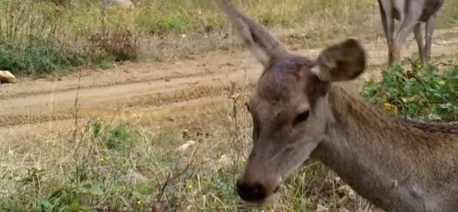Bursa'nın kızılgeyikleri fotokapanla görüntülendi!