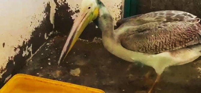 Bursa'da yaralı halde bulunan ak pelikan tedavi edilip doğaya salındı