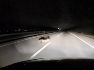 Bursa'da yola atlayan tilkiye araç çarptı