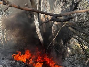 Bursa'da çıkan çalı yangını büyümeden söndürüldü