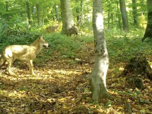 'Kurtlar konseyi' Uludağ'da toplandı