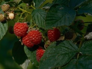 Bursa'da ahududu seferberliği! hedef 100 dönüm