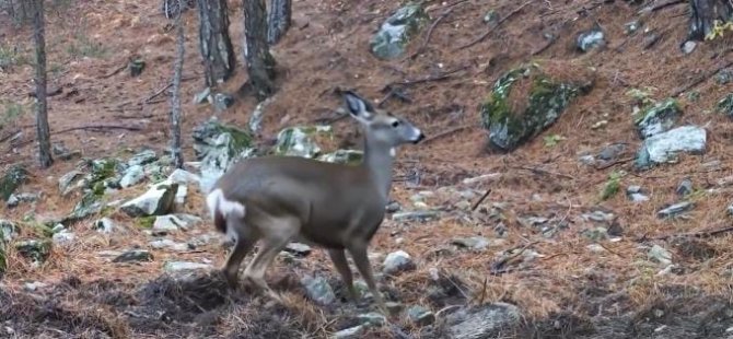 Bursa ormanlarında fotokapana yakalanan karacanın sevimli halleri