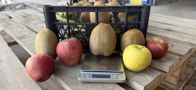 Bursa'da üretilen dev kivilere büyük ilgi! Dördü bir kilogram geliyor