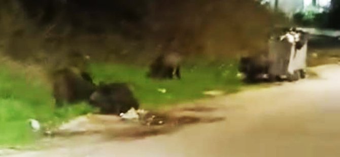 Bursa'da aç kalan domuz sürüsü şehre indi