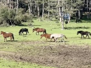 Bursa’da yılkı atlarının özgürlük gezisi