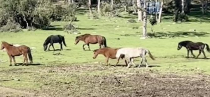 Bursa’da yılkı atlarının özgürlük gezisi