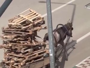 Görüntüler Bursa’dan! Atın aşırı yükü...