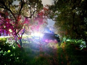 Bursa'da kazadan kaçtı, zeytinliğe daldı