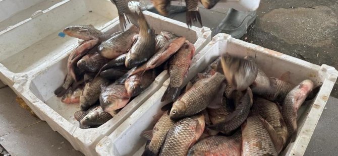 İstilacı İsrail sazanları balıkçılara gelir kaynağı oldu