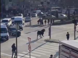 Bursa'da kaçan boğa ortalığı birbirine kattı