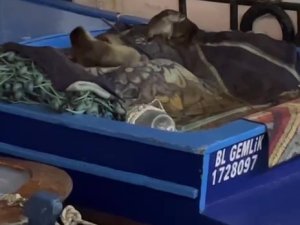 Su samuru ve yavruları Gemlik’te tekneye sığındı