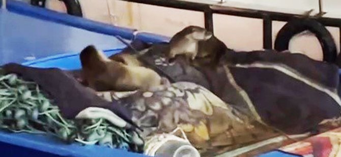 Su samuru ve yavruları Gemlik’te tekneye sığındı