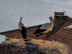 Yaren Leylek, Nazlı'sına kavuştu
