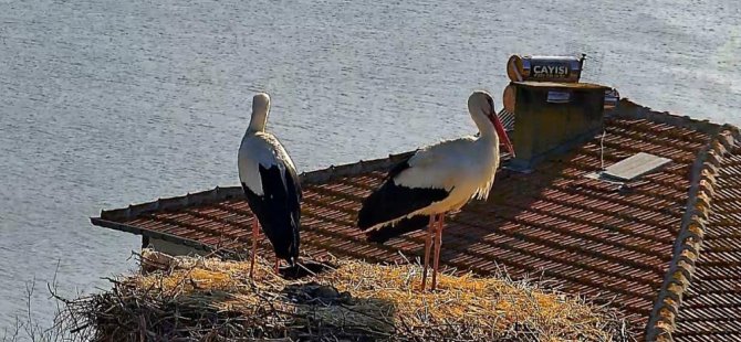 Yaren Leylek, Nazlı'sına kavuştu