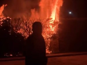 Bursa'da yanan ağaç itfaiyeyi harekete geçirdi