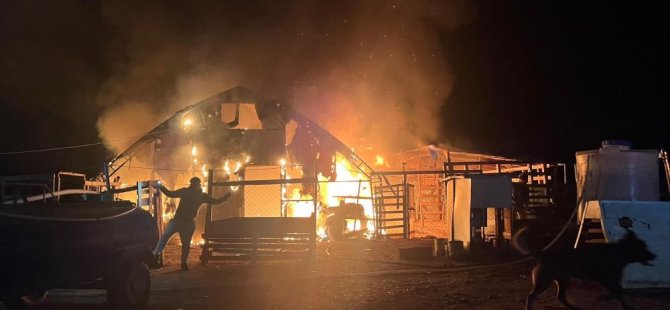 Bursa'da çiftlikte yangın! 580 hayvan telef oldu