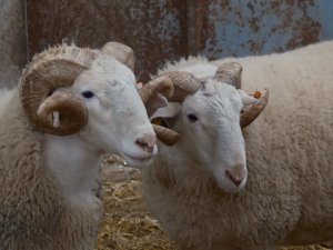 Türkiye'nin en değerli koçları rekor fiyatlara satılıyor