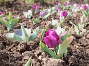 Bursa'nın her bir noktası çiçek açtı