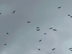 Leylek sürüsü Bursa semalarında görüldü