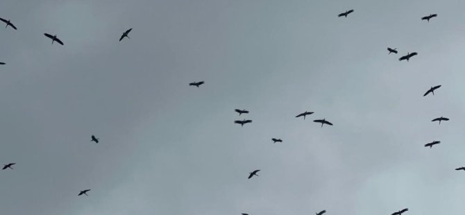 Leylek sürüsü Bursa semalarında görüldü