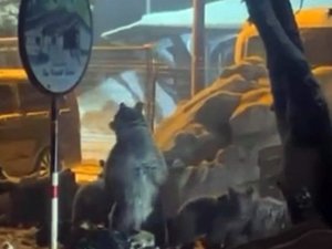 Uludağ'da ayı ailesi kamerada